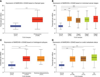 The role of MARCH9 in colorectal cancer progression